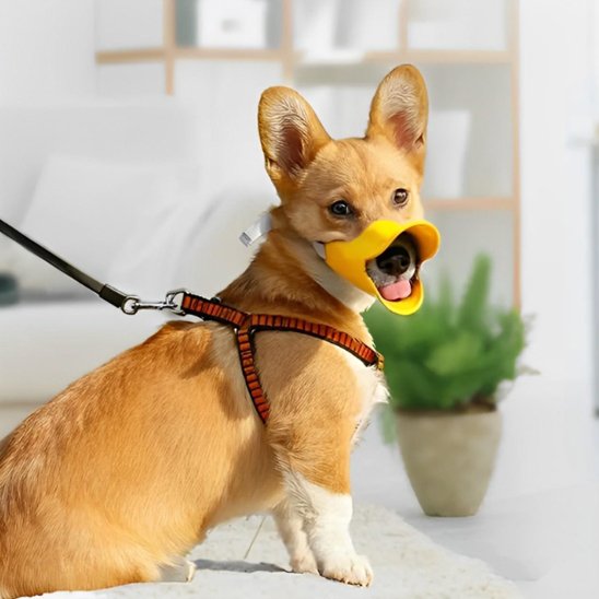 Muselière chien sur notre ami assis