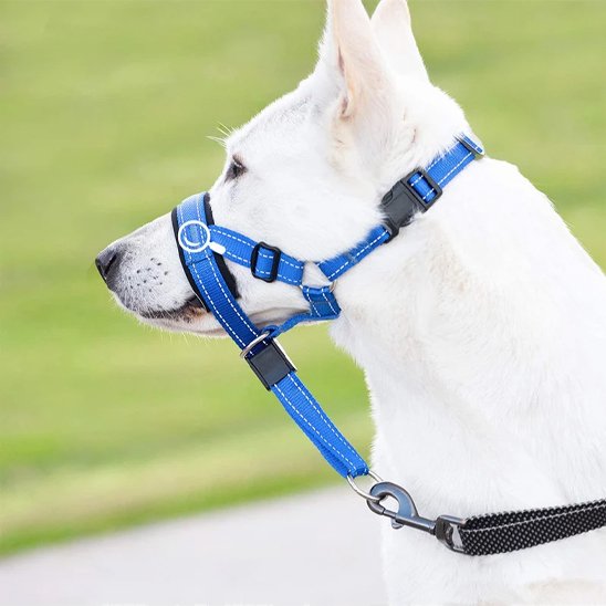Muselière chien​ sur notre ami en balade