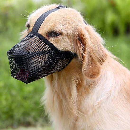 Muselière chien sur notre toutou au jardin