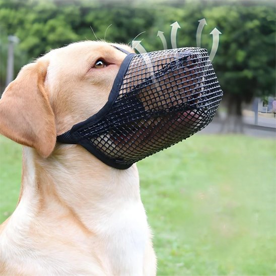 Muselière chien sur notre toutou au parc