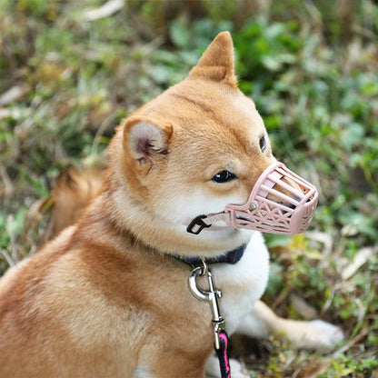 Muselière pour chien beige sur notre toutou allonge