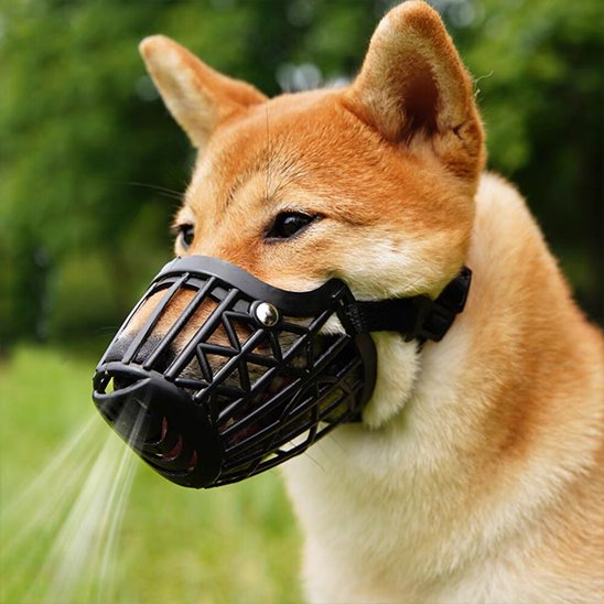 Muselière pour chien noir sur notre toutou