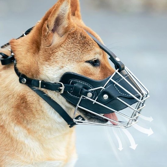 Muselière pour chien sur notre ami en promenade