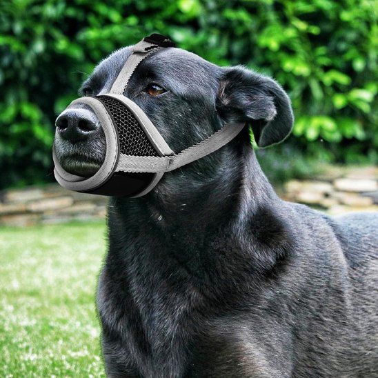 Muselière pour chien sur notre ami