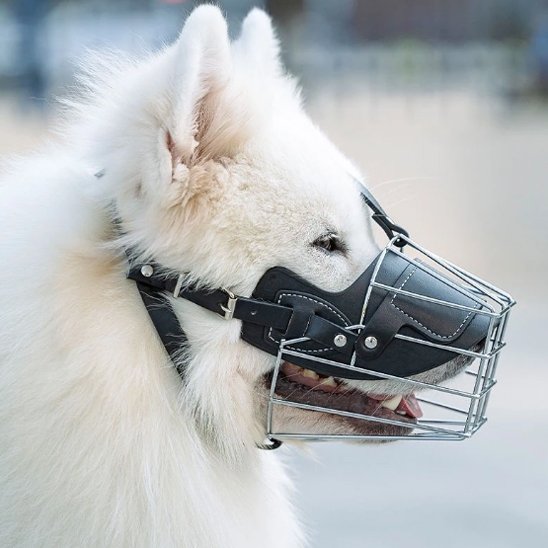 Muselière pour chien sur notre compagnon