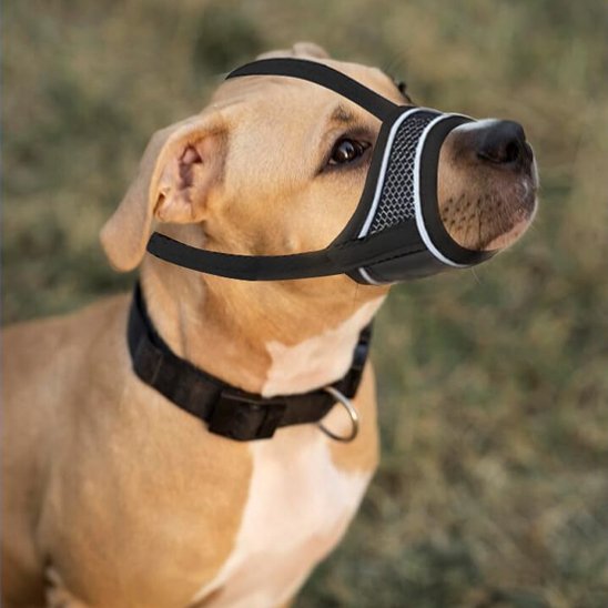 Muselière pour chien sur notre toutou assis