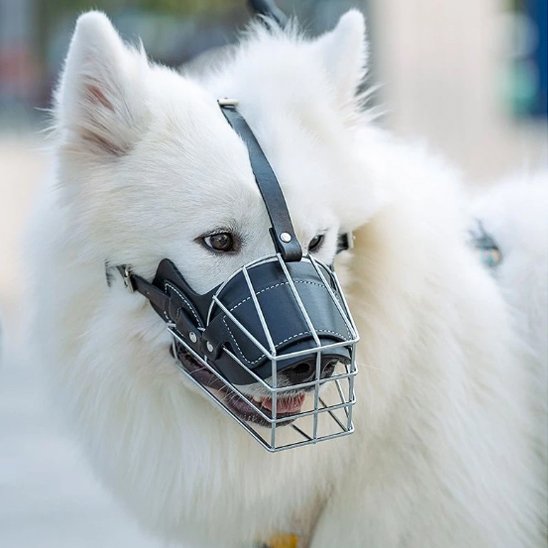 Muselière pour chien sur notre toutou blanc