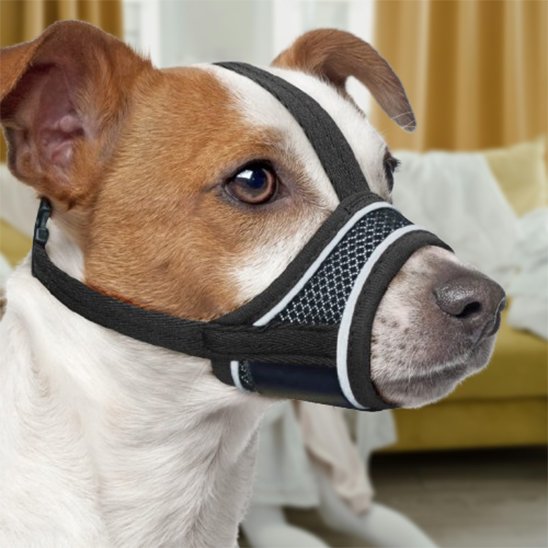 Muselière pour chien sur notre toutou