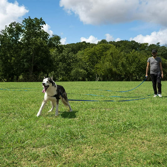 nos amies joue dans parc avec longe pour chien