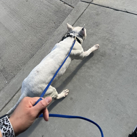 nos amies se promene avec longe pour chien bleu