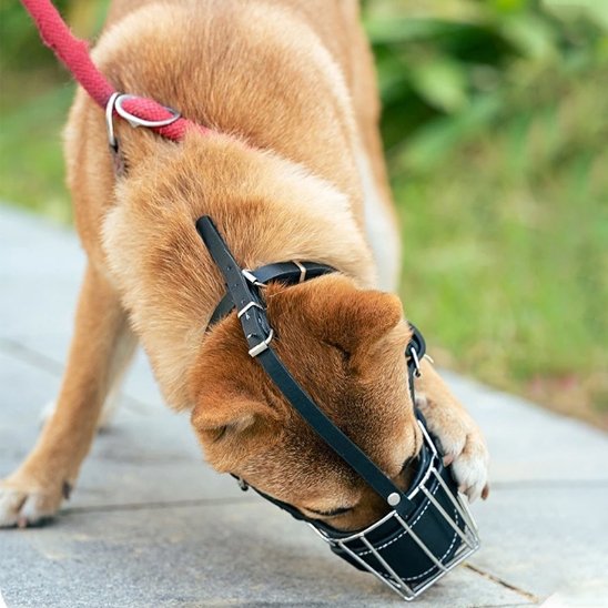 Notre ami essaye tiré muselière pour chien