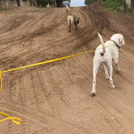notre ami se balade avec longe pour chien autour du cou