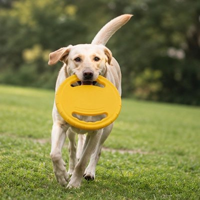Notre toutou court avec son frisbee chien