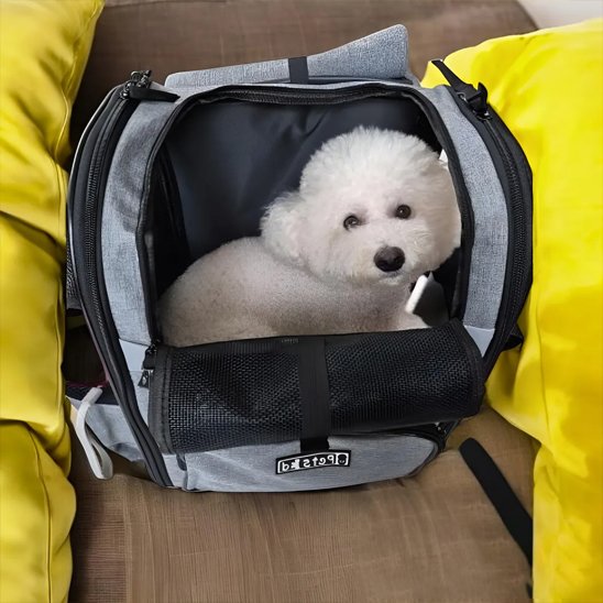 Notre toutou dans sac de transport pour chien