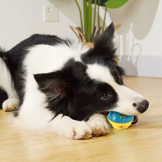  Notre toutou qui mache jouet pour chien