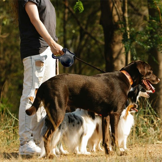 plusieurs compagnons baladent avec laisse pour chien autour cou tenant par leur maitre