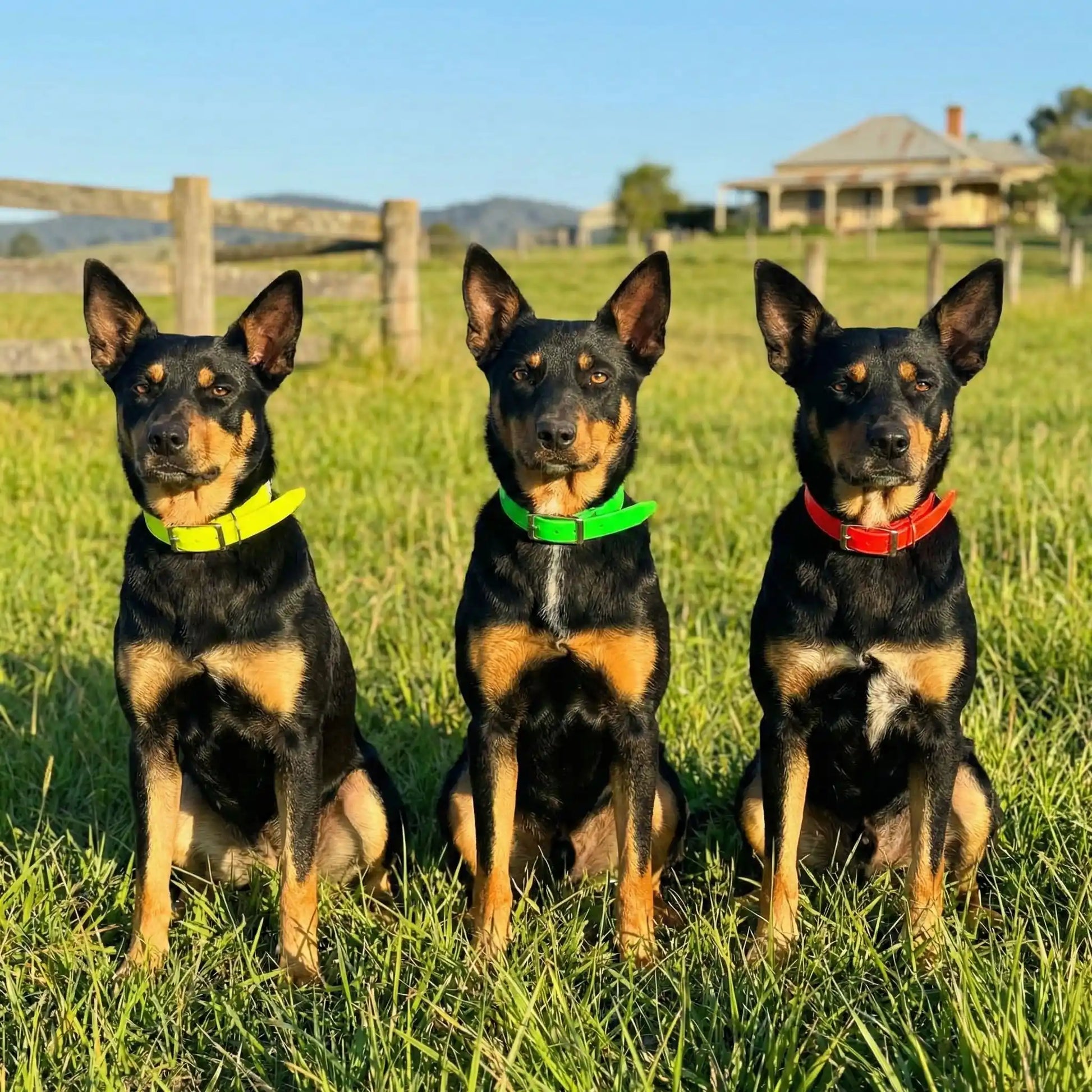 trois toutous et leur collier chien